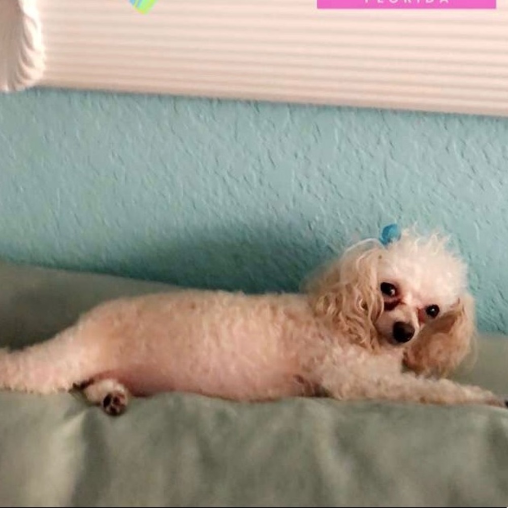 Meet your Posher, Sophia